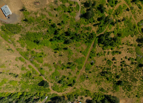 A large field with a dirt road in the middle