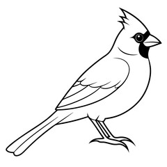 Cardinal head isolated on white background, Cardinal vector illustration, bird on a branch vector art, Cardinal silhouette, bird vector icon, bird on a branch line art, eps, Animal cartoon