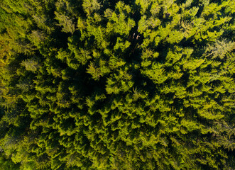 A close up of a forest with many trees