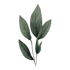 Watercolor painting of green leaves isolated on white.