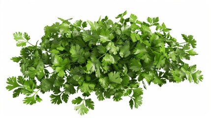 Obraz premium A fresh bunch of cilantro, isolated on a transparent background, great for culinary and herb garden visuals.