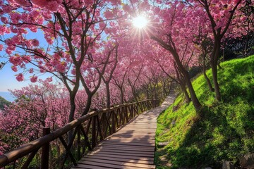 Naklejka premium Sunlit Path Through a Pink Blossom Tunnel