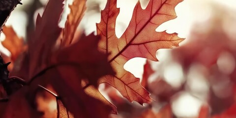 Fototapeta premium Stunning Close-Up of an Autumn Oak Leaf in Sunlight