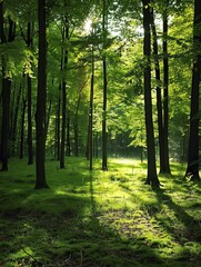 Fototapeta premium Serene Sunlit Forest with Lush Green Foliage and Tranquil Atmosphere