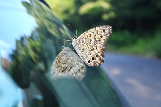 A Goschkevitschi's Labyrinth (Neope goschkevitschii). A butterfly endemic to Japan, its wings are brown with yellow circular patterns.