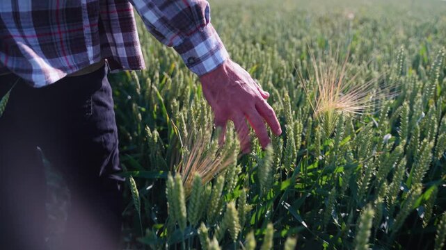Farmer walking in a wheat field at sunrise, touching green ears of wheat