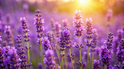 Obraz premium Close up of beautiful lavender flowers blooming in the field, lavender, purple, flowers, blooming, close up, nature, plant