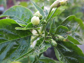 close up green wild flower