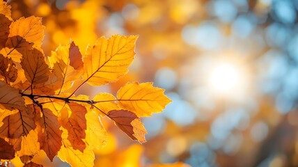 Autumn-themed Thanksgiving header with yellow maple leaves, sunlight, and a clear blue sky in the background