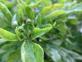 close up green wild flower
