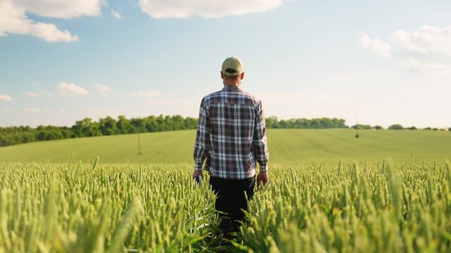 A farmer is walking through a wheat field