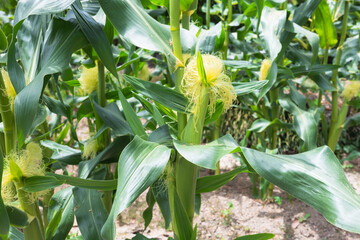 Obraz premium とうもろこしの成長