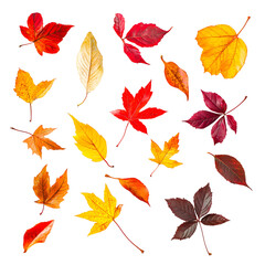 Obraz premium Assortment of vibrant autumn leaves scattered, cut out