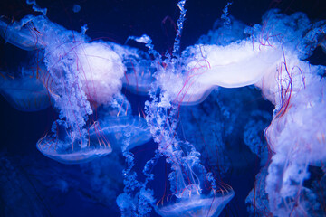 クラゲ © 優 高橋