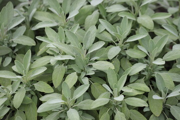 Salvia officinalis, sage plant in the garden. Close up.