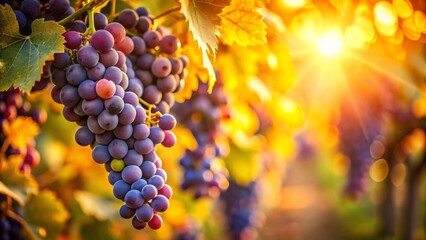 Juicy Purple Grapes on Vine in Sunlit Vineyard, Bountiful Summer Harvest in Nature