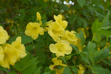 Yellow trumpetbush (Tecoma stans) Called Yellow bell or Yellow Elder Flower, trumpet flower, Beautiful bunch of yellow flowers closeup with green leaves Background, tecoma stans