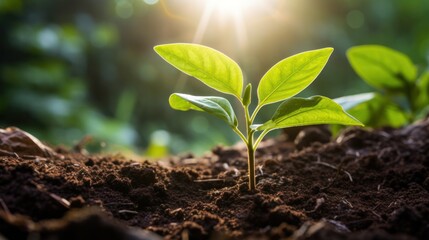 Photograph of a coffee plant seedling emerging from the soil with vibrant green leaves,