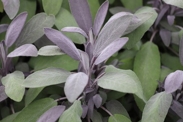 Salvia officinalis, sage plant in the garden. Close up.
