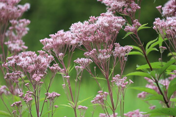 Eupatorium fistulosum also called Joe-Pye weed, trumpetweed or purple thoroughwort.