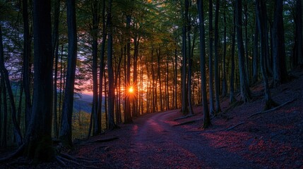 Obraz premium A serene forest path leading into a sunset, surrounded by tall trees and vibrant colors, perfect for nature lovers and tranquility seekers.