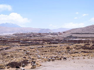 landscape in sheep, the cold desert and mountain 