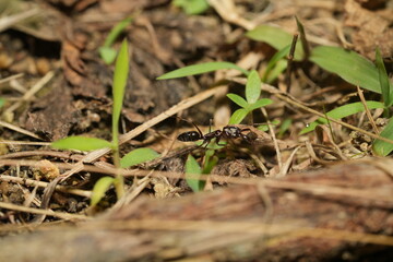 Bullet ants (Paraponera clavata) are infamous for having one of the most painful stings of any insect.