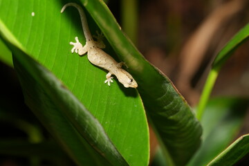 The Asian Common House Gecko (Hemidactylus frenatus) is a small, nocturnal lizard commonly found in homes and urban areas throughout Asia, and it has spread to many other parts of the world. 