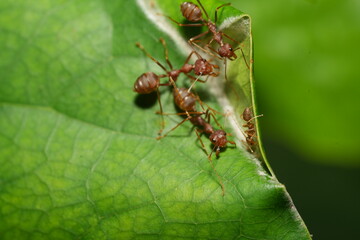 Oecophylla longinoda, commonly known as the long-legged weaver ant or African weaver ant, is a species of ant in the family Formicidae.