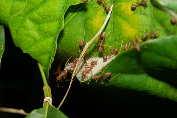 Oecophylla longinoda, commonly known as the long-legged weaver ant or African weaver ant, is a species of ant in the family Formicidae.