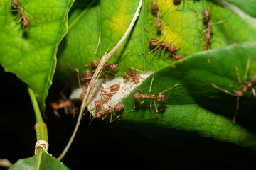 Oecophylla longinoda, commonly known as the long-legged weaver ant or African weaver ant, is a species of ant in the family Formicidae.|長結織葉蟻