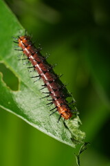 The caterpillar of Acraea terpsichore, commonly known as the Dione juno or Terpsichore Swallowtail, is the larval stage of a butterfly species in the family Nymphalidae.|銀紋紅袖