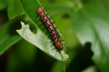 The caterpillar of Acraea terpsichore, commonly known as the Dione juno or Terpsichore Swallowtail, is the larval stage of a butterfly species in the family Nymphalidae.|銀紋紅袖