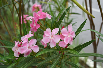 Nerium oleander in bloom, Pink siplicity bunch of flowers and green leaves on branches, Nerium...
