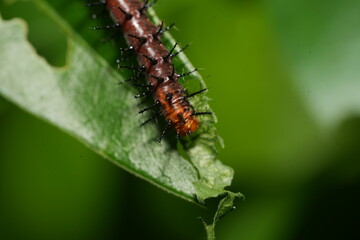 The caterpillar of Acraea terpsichore, commonly known as the Dione juno or Terpsichore Swallowtail, is the larval stage of a butterfly species in the family Nymphalidae.|銀紋紅袖