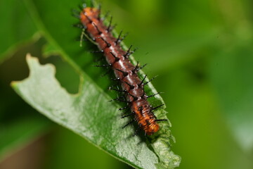 The caterpillar of Acraea terpsichore, commonly known as the Dione juno or Terpsichore Swallowtail, is the larval stage of a butterfly species in the family Nymphalidae.|銀紋紅袖