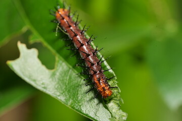 The caterpillar of Acraea terpsichore, commonly known as the Dione juno or Terpsichore Swallowtail, is the larval stage of a butterfly species in the family Nymphalidae.|銀紋紅袖