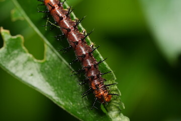 The caterpillar of Acraea terpsichore, commonly known as the Dione juno or Terpsichore Swallowtail, is the larval stage of a butterfly species in the family Nymphalidae.|銀紋紅袖