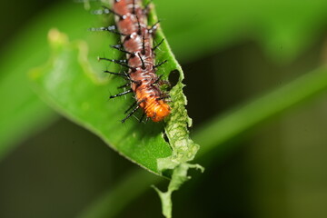 The caterpillar of Acraea terpsichore, commonly known as the Dione juno or Terpsichore Swallowtail, is the larval stage of a butterfly species in the family Nymphalidae.|銀紋紅袖