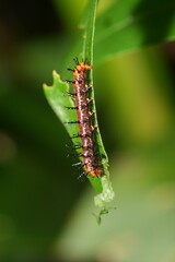 The caterpillar of Acraea terpsichore, commonly known as the Dione juno or Terpsichore Swallowtail, is the larval stage of a butterfly species in the family Nymphalidae.|銀紋紅袖