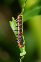The caterpillar of Acraea terpsichore, commonly known as the Dione juno or Terpsichore Swallowtail, is the larval stage of a butterfly species in the family Nymphalidae.|銀紋紅袖