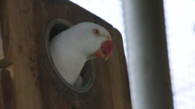 Beautiful footage of a white-necked parrots at the zoo. The white-necked parrot lives in a tree house. Alexander the Parrot. raw chucks Baby parrot Green-necked parrot. Beautiful 4K footage.
