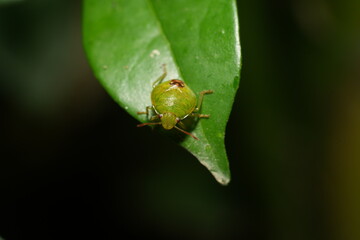 Elasmostethus interstinctus is a species of bug in the family Pentatomidae, commonly known as the stink bugs.|蝽