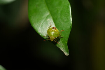 Elasmostethus interstinctus is a species of bug in the family Pentatomidae, commonly known as the stink bugs.|蝽