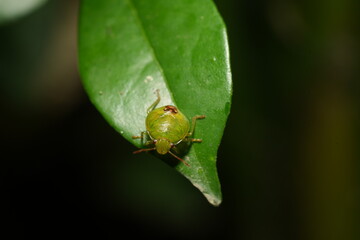 Elasmostethus interstinctus is a species of bug in the family Pentatomidae, commonly known as the stink bugs.|蝽