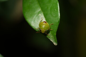 Elasmostethus interstinctus is a species of bug in the family Pentatomidae, commonly known as the stink bugs.|蝽