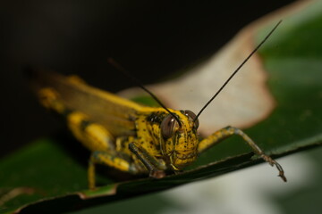 Valanga nigricornis is a species of grasshopper belonging to the family Acrididae. Commonly known as the black-horned grasshopper|黑角瓦蝗