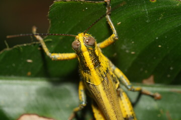 Valanga nigricornis is a species of grasshopper belonging to the family Acrididae. Commonly known as the black-horned grasshopper|黑角瓦蝗