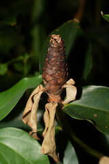 Indian Head Ginger is a common name for the plant Costus woodsonii, a species in the Costaceae family. This plant is also known as Red Button Ginger or Spiral Ginger