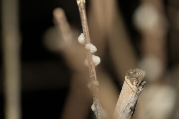 Soft Wax Scale (family Coccidae) is a type of scale insect known for its protective waxy covering. These insects are common pests of a wide range of plants|介殼蟲